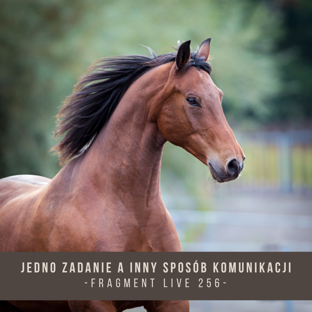 jedno_zadanie_a_inny_sposob_komunikacji