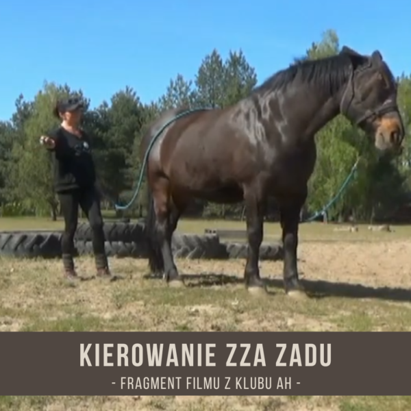 kierowanie_zza_zadu