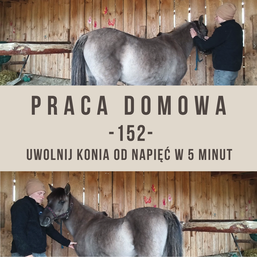 praca_domowa_152_uwolnij_konia_od_napiec_w_piec_minut_alfahorse