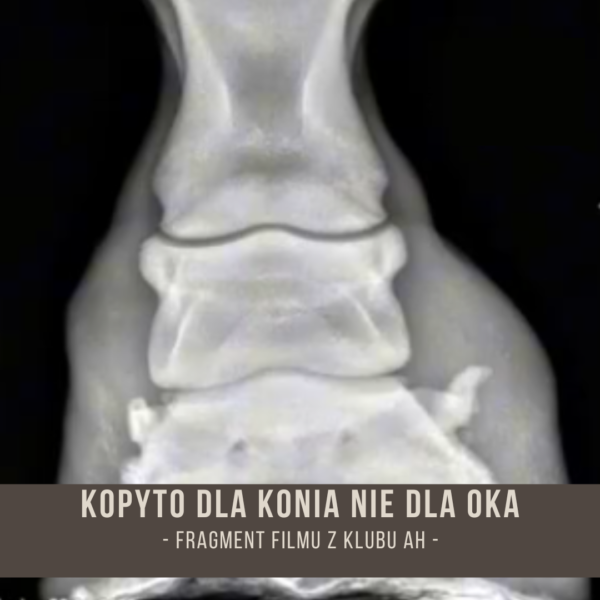 kopyto_dla_konia_nie_dla_oka