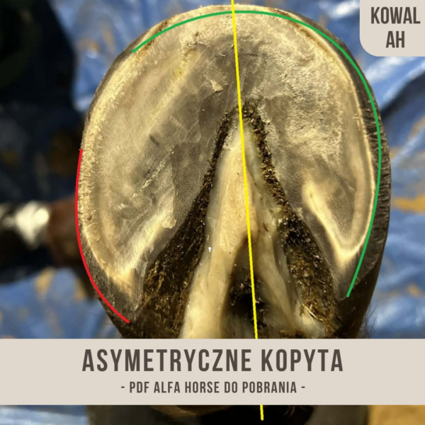 asymetryczne_kopyta_alfahorse