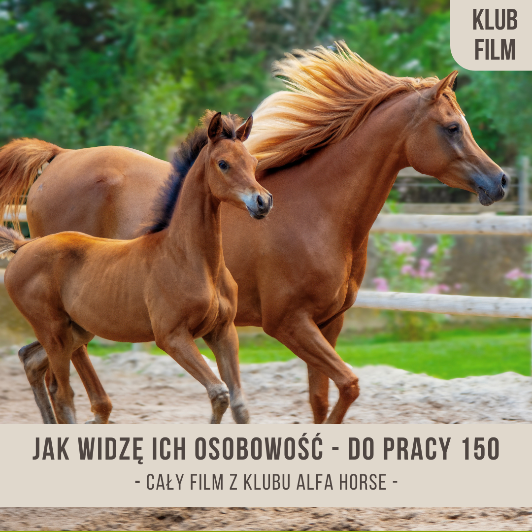 jak_widze_ich_osobowosc_alfa_horse