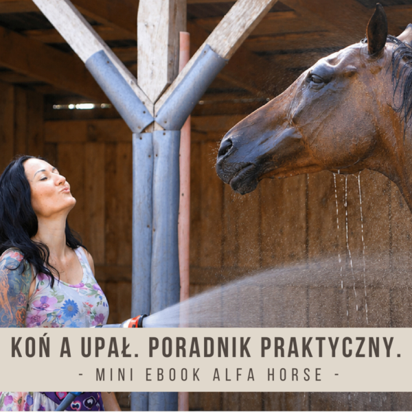 kon_a_upal_mini_ebook_alfa_horse