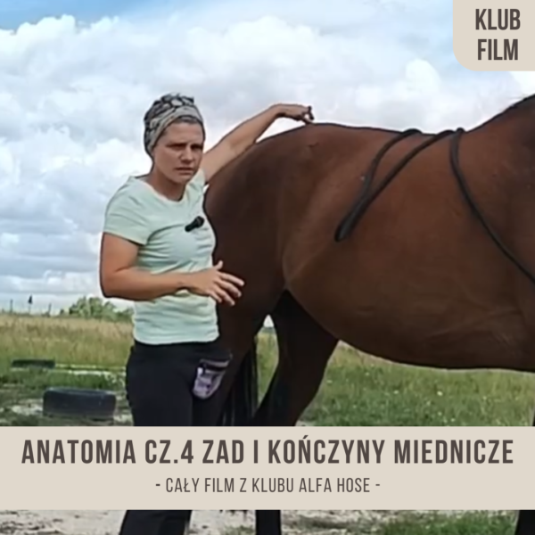 anatomia_czesc_4_zad_i_konczynt_miednicze