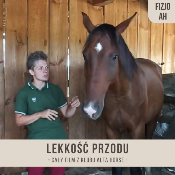 lekkosc_przodu_fizjo_alfahorse