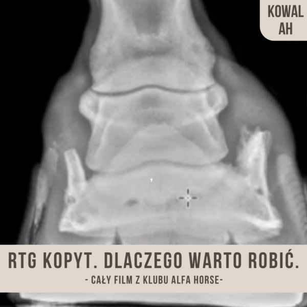 rtg_kopyt_dlaczego_warto_robic_alfahorse