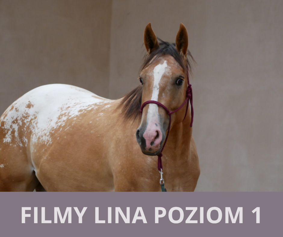filmy_lina_poziom_1_alfa_horse