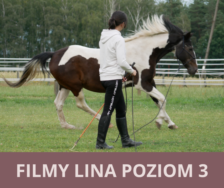 filmy_lina_poziom_3_alfa_horse