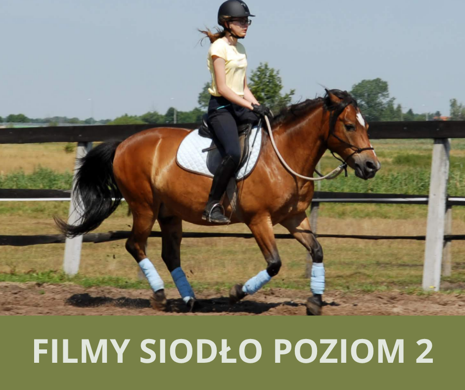 filmy_siodlo_poziom_2_alfa_horse