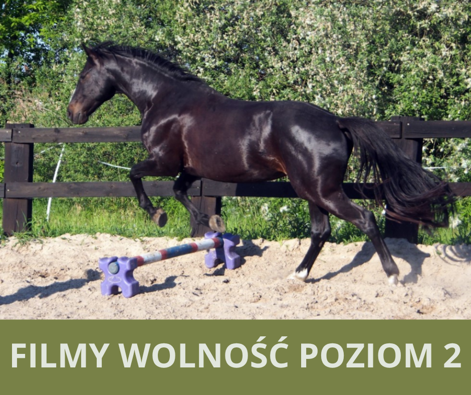 filmy_wolnosc_poziom_2_alfa_horse
