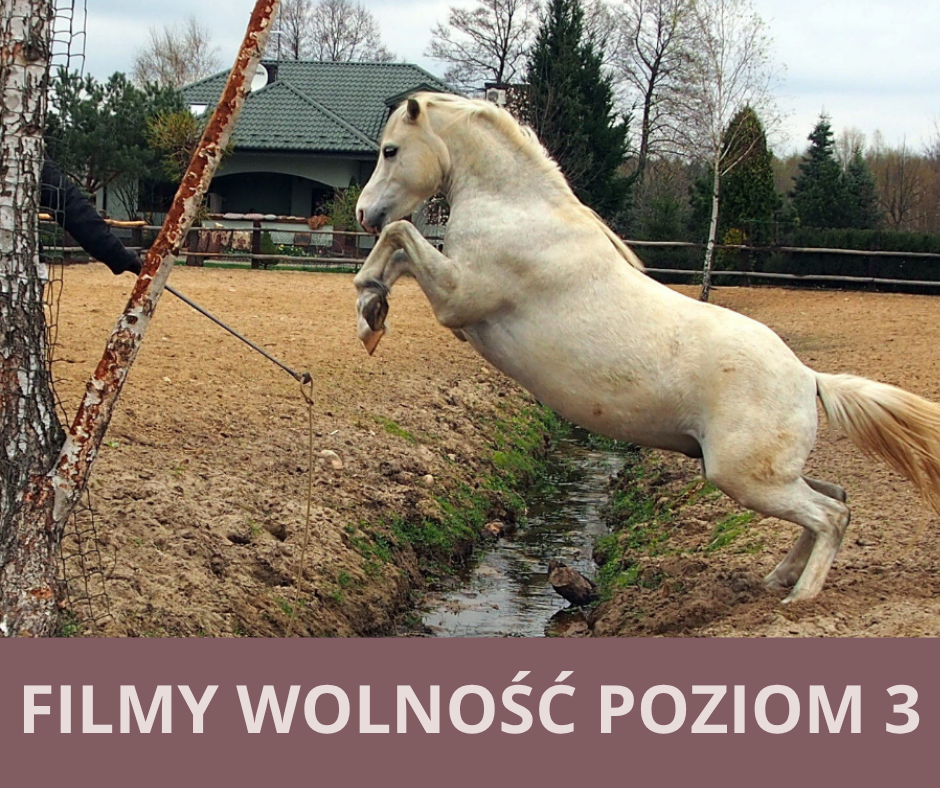 filmy_wolnosc_poziom_3_alfa_horse
