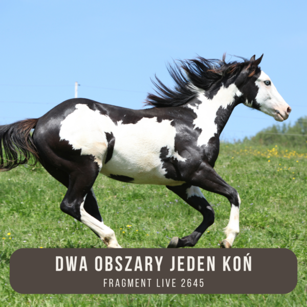 dwa_obszary_jeden_kon