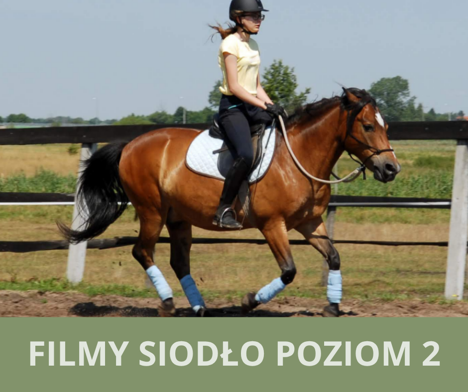 filmy_siodlo_poziom_2_alfahorse