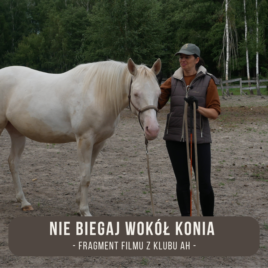 nie_biegaj_wokol_konia_alfahorse