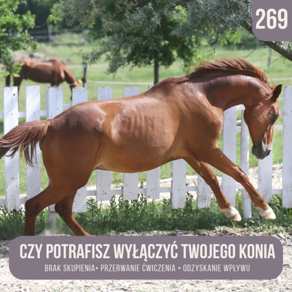 czy_potrafisz_wylaczyc_swojego_konia