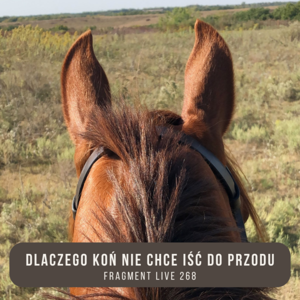 dlaczego_kon_nie_chce_isc_do_przodu