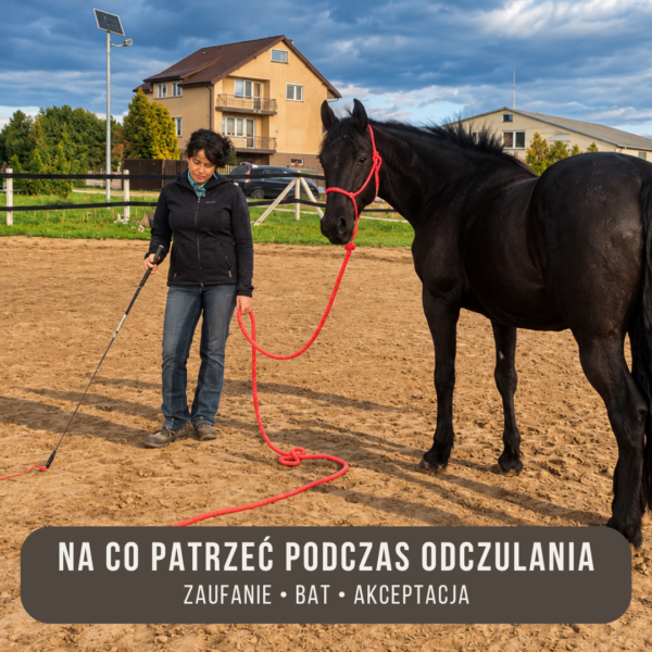 na_co_patrzec_podczas_odczulania