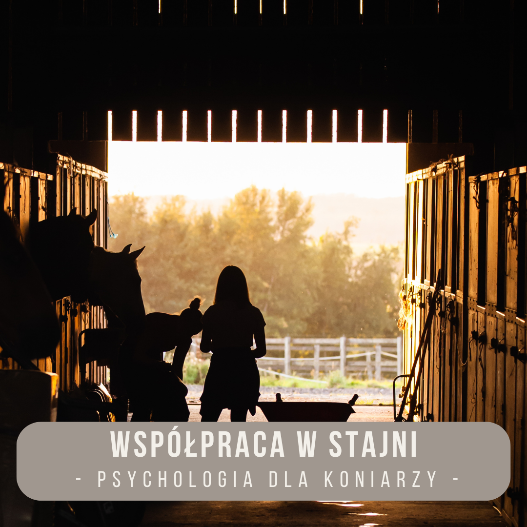 wspolpraca_w_stajni_alfahorse