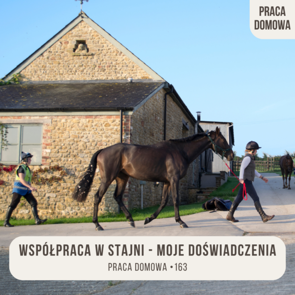 wspolpraca_w_stajni_moje_doswiadczenia_praca_domowa_163